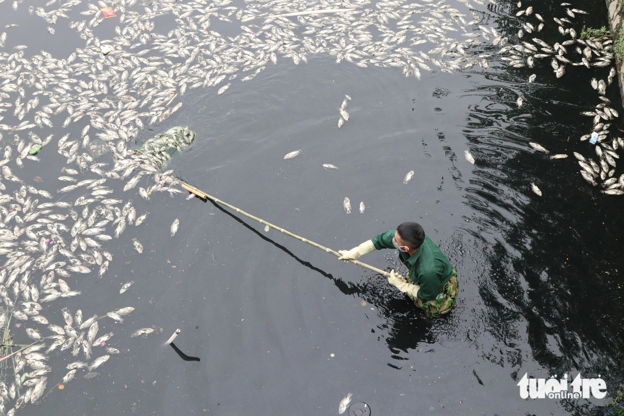 A sanitation worker collects dead fish using a net. Photo: Doan Hoa / Tuoi Tre