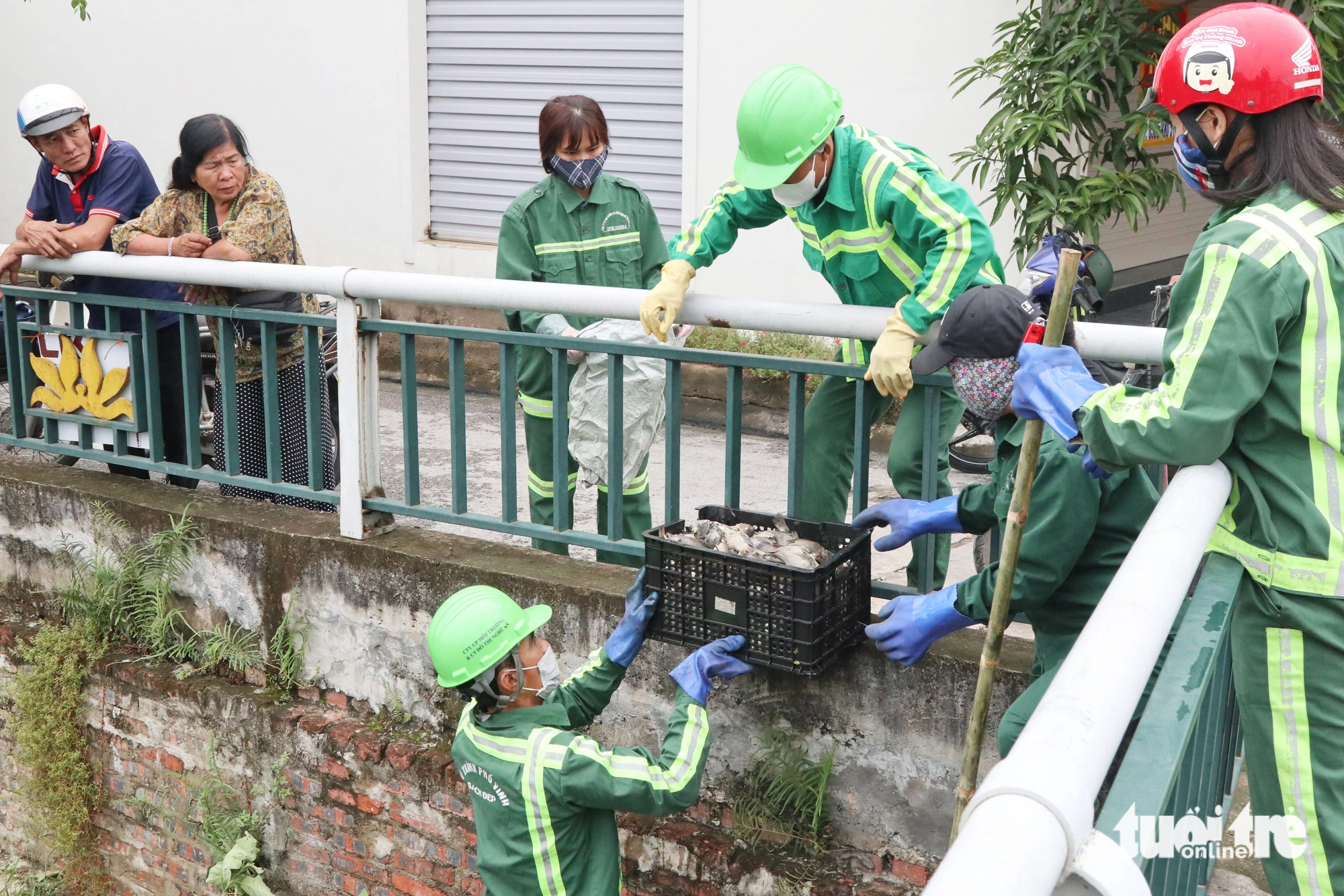 The dead fish will be buried. Photo: Doan Hoa / Tuoi Tre
