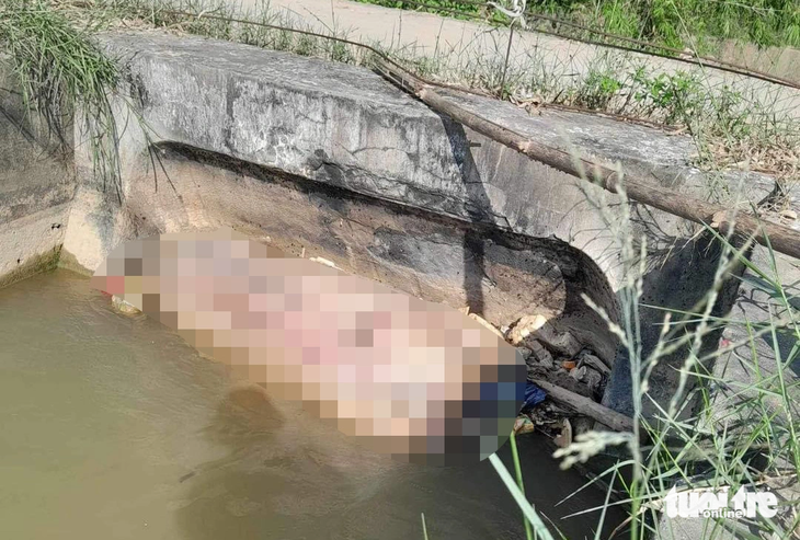 A pig carcass gets stuck in a sewer. Photo: Doan Hoa / Tuoi Tre