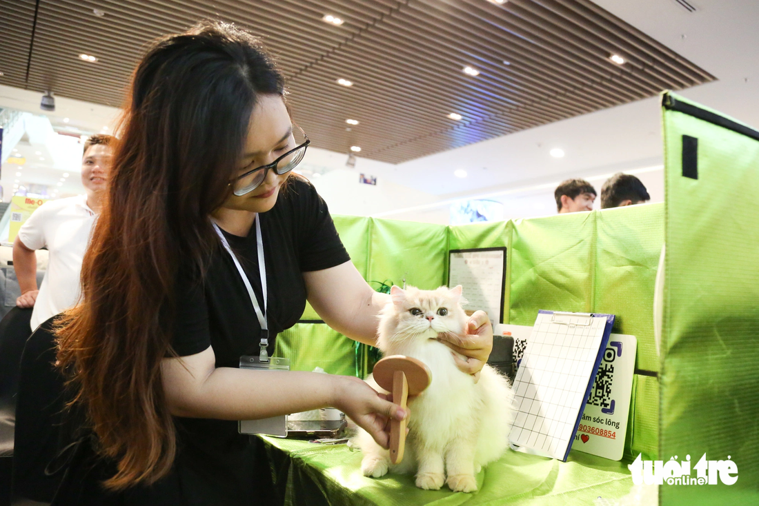 Cats are carefully groomed before the competition.