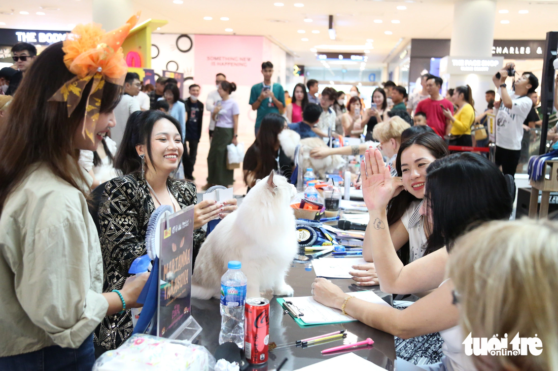 Cats pass through four rounds before a panel of professional judges.