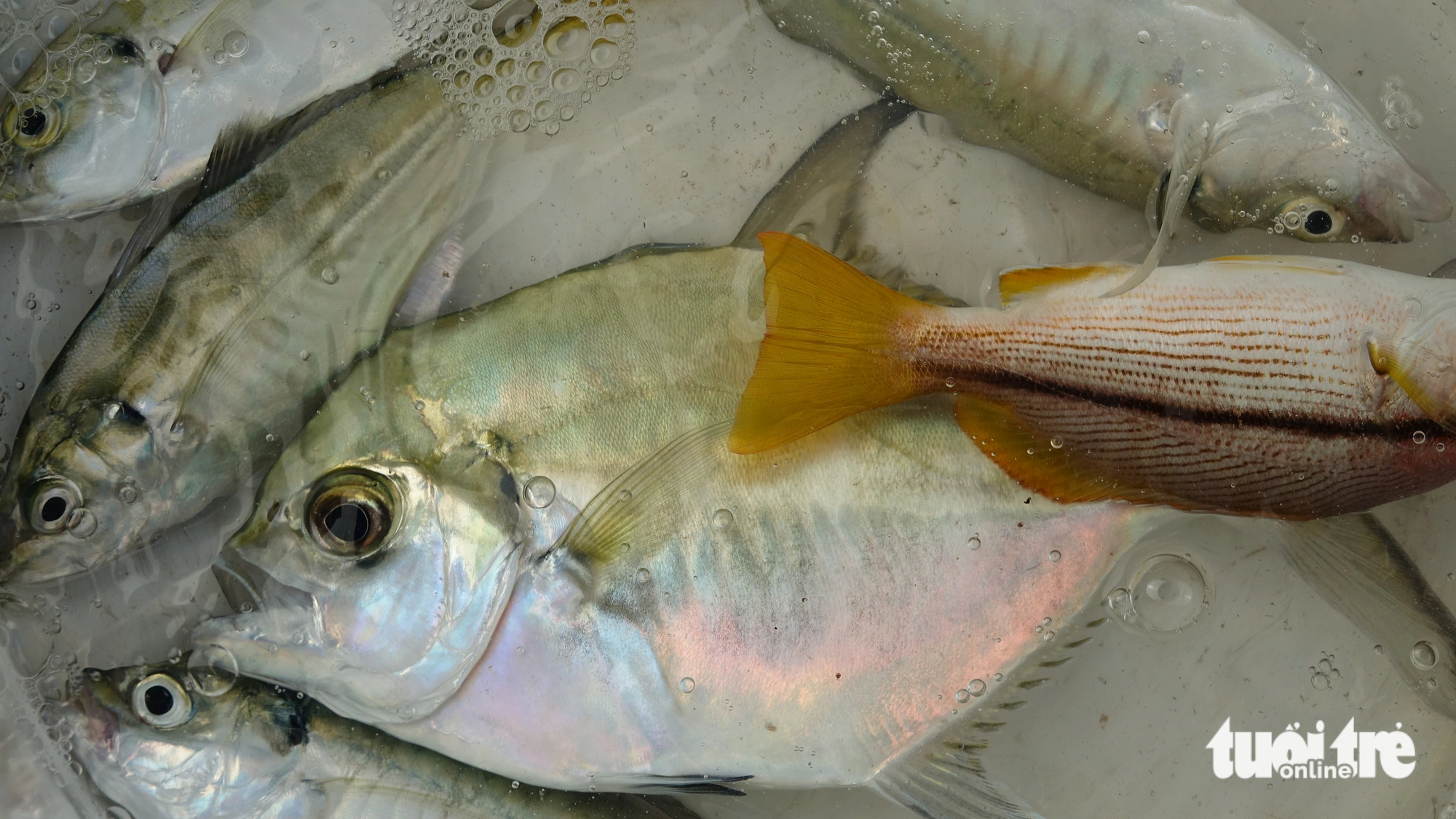A haul of fish caught using bait-free technique in Rach Vem Hamlet, Ganh Dau Commune, Phu Quoc City, Kien Giang Province, southern Vietnam, October 28, 2023. Photo: Chi Cong / Tuoi Tre