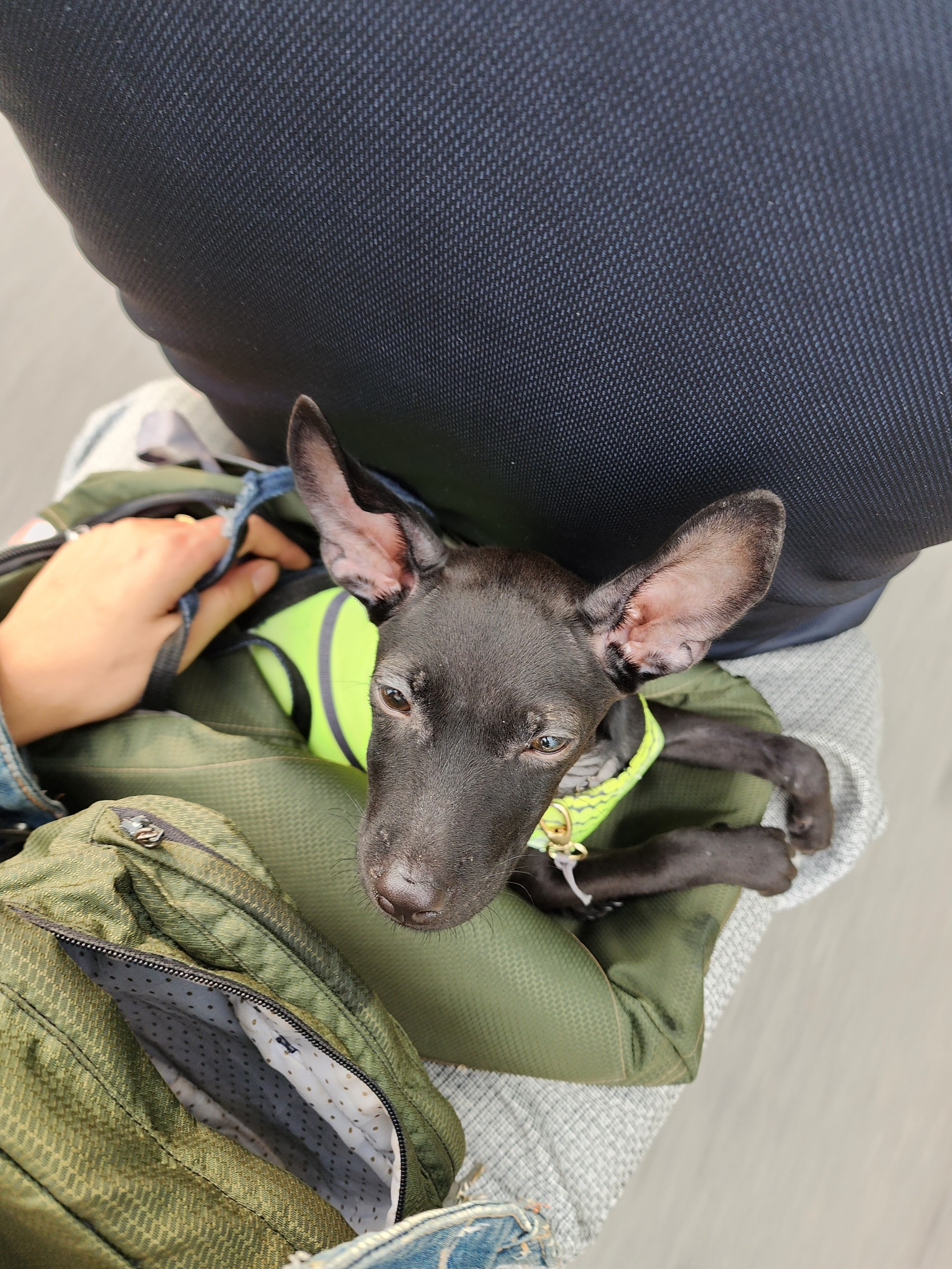 Mun, Ray Kuschert's pet dog sits on a motorbike while traveling with her owners to a resort in Cu Chi District, Ho Chi Minh City. Photo: Ray Kuschert / Tuoi Tre News