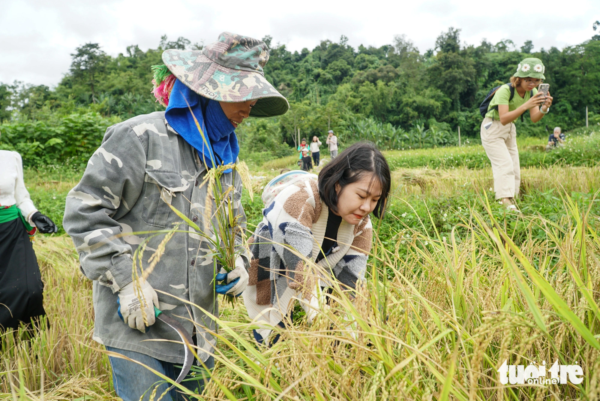 Tourists join locals to harvest rice in Na Sang Village, Son La Province. Photo: Nguyen Hien / Tuoi Tre