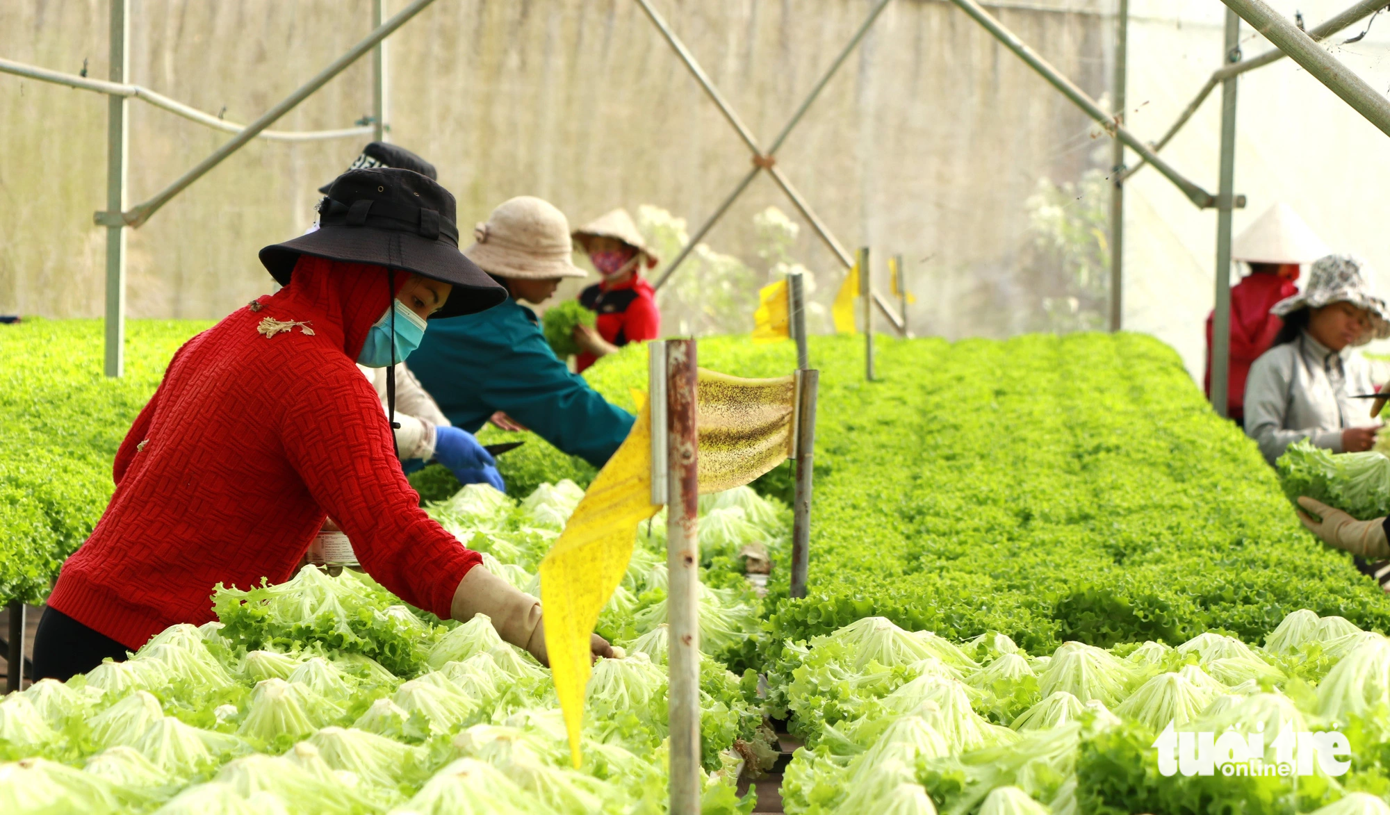 Workers harvest hydroponic lettuce on To Quang Dung’s farm in Lam Dong Province, Vietnam. Photo: T.L. / Tuoi Tre