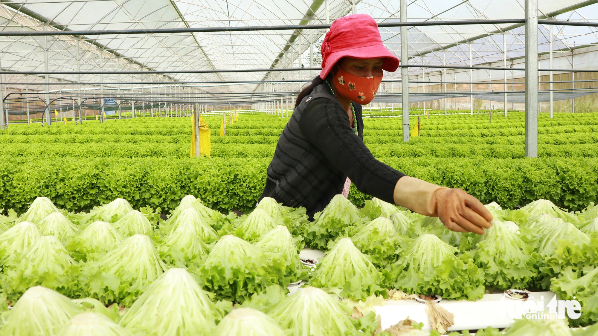 A worker harvests hydroponic lettuce on To Quang Dung’s farm in Lam Dong Province, Vietnam. Photo: T.L. / Tuoi Tre