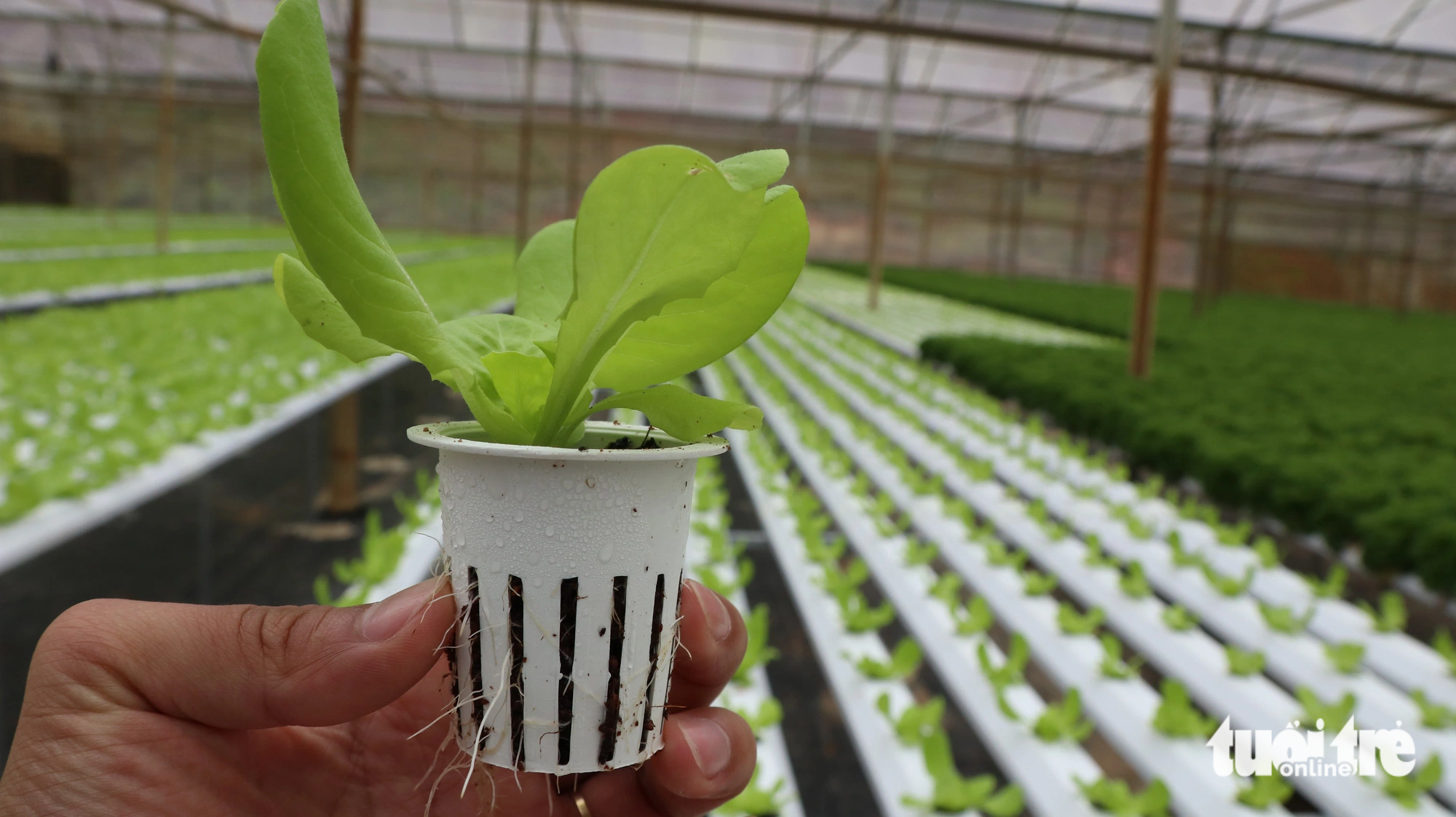Baby lettuce grown on To Quang Dung’s farm in Lam Dong Province, Vietnam. Photo: T.L. / Tuoi Tre