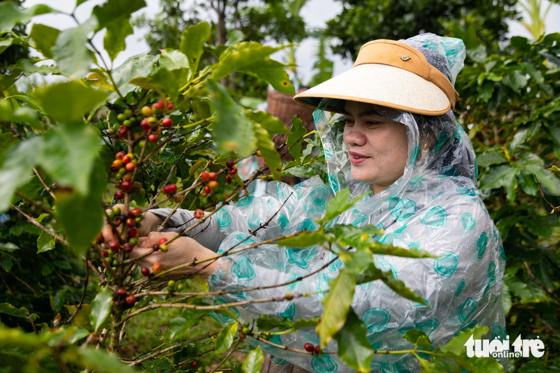 A tourist picks coffee beans. Photo: Hoang Tao / Tuoi Tre