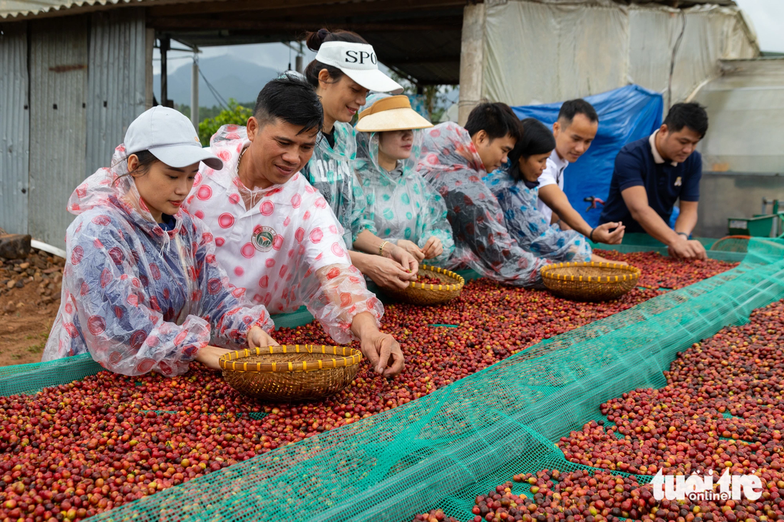 Hoang Luan (L, 2nd), the owner of the Ara Farm Hoang Luan, an organic coffee farm in Huong Hoa District, Quang Tri Province, where the ‘Khe Sanh coffee tour’ is launched, instructs tourists to remove poor-quality coffee beans. Photo: Hoang Tao / Tuoi Tre
