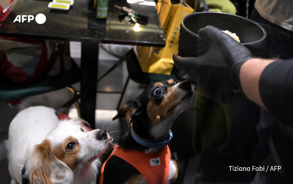 Two dogs wait for their bowls at the Fiuto restaurant in Rome on November 21, 2023. Photo: AFP