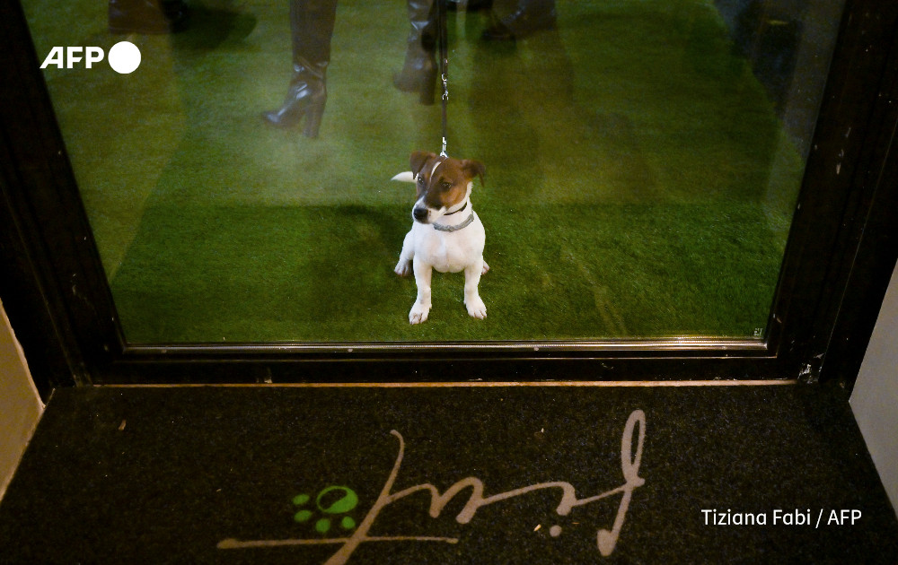 Mango, a 5-year-old Jack Russell dog, waits to enter the Fiuto restaurant in Rome on November 21, 2023. Photo: AFP