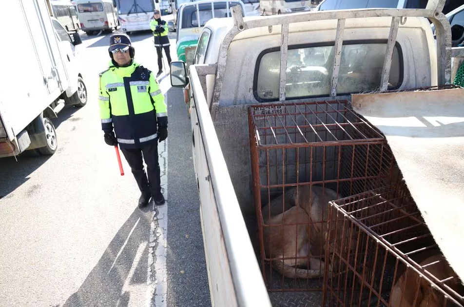 Dogs in cages are pictured during a protest to demand the government scrap plans to pass a bill to enforce a ban on eating dog meat, in front of the Presidential Office in Seoul, South Korea, November 30, 2023. Photo: Reuters