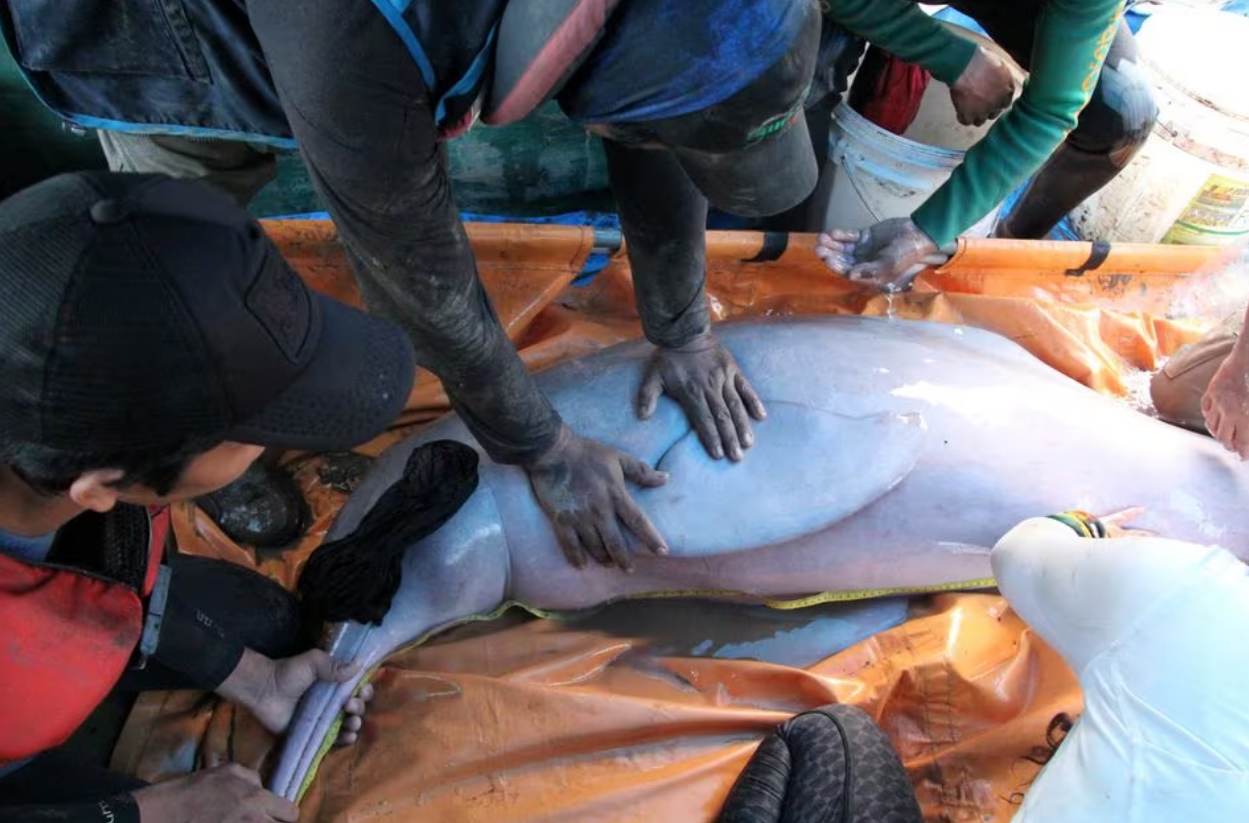 Volunteers at the Noel Kempff Mercado Natural History Museum hold a pink dolphin rescued along with others from shallow water after the dolphins were unable to follow the natural course of the Rio Grande riverbed, in Rio Grande, in Santa Cruz de la Sierra, Bolivia November 27, 2023. Photo: Reuters