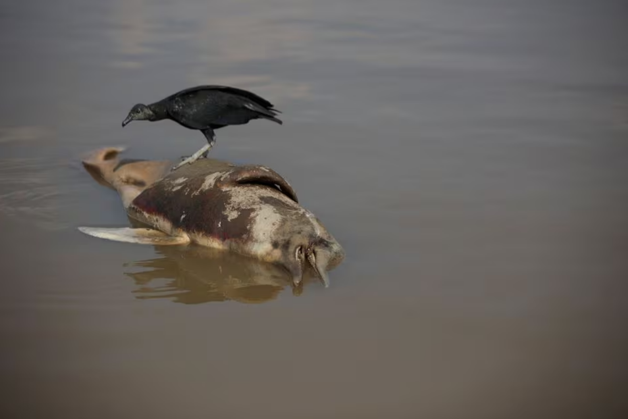 A dead dolphin is seen at Tefe lake, which flows into the Solimoes river, that has been affected by the high temperatures and drought in Tefe, Amazonas state, Brazil, October 1, 2023. Photo: Reuters