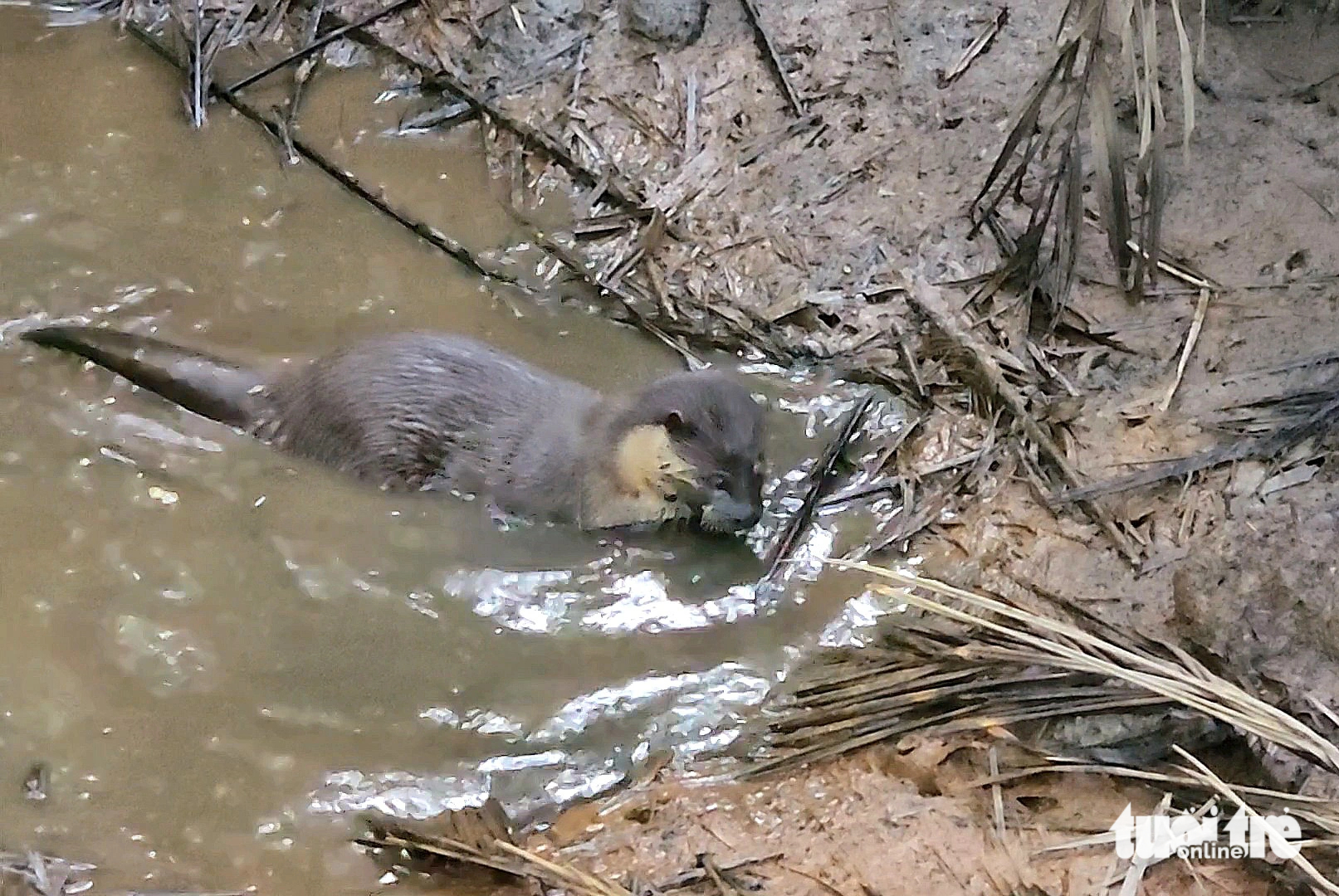 The otter takes a swim after being released back to nature. Photo: Ngoc Khai / Tuoi Tre