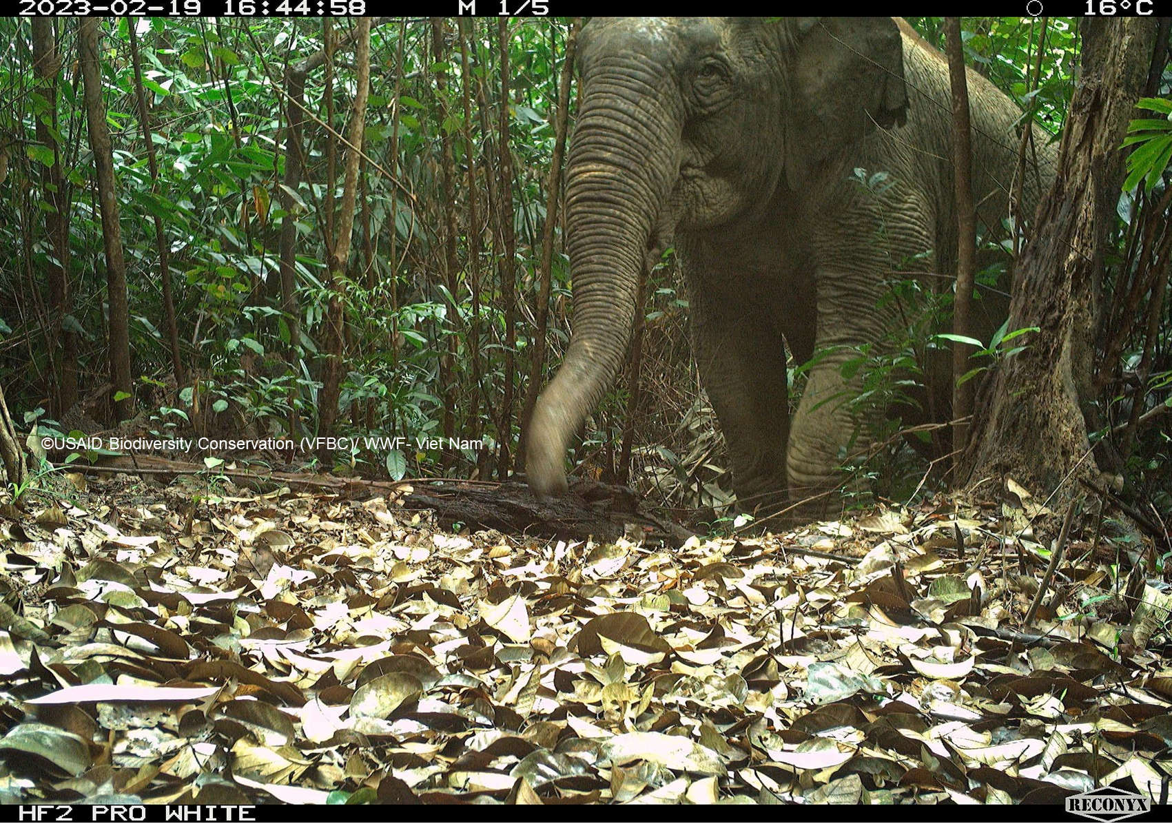 An Asian elephant is seen in this photo captured from a camera trap at Vu Quang National Park in Ha Tinh Province, north-central Vietnam, February 2023. Photo: WWF Vietnam