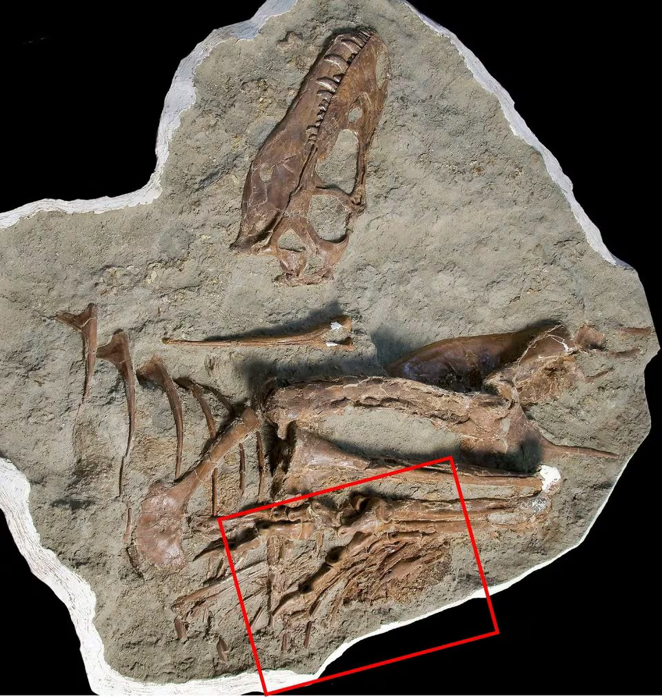 The fossilized 75 million year old skeleton of a juvenile Gorgosaurus, a meat-eating dinosaur that lived during the Cretaceous Period in what is now Canada's Alberta province, with the left view showing the location of stomach contents hindlimbs of a small dinosaur called Citipes, is seen in this picture obtained by Reuters on December 7, 2023. Photo: Reuters