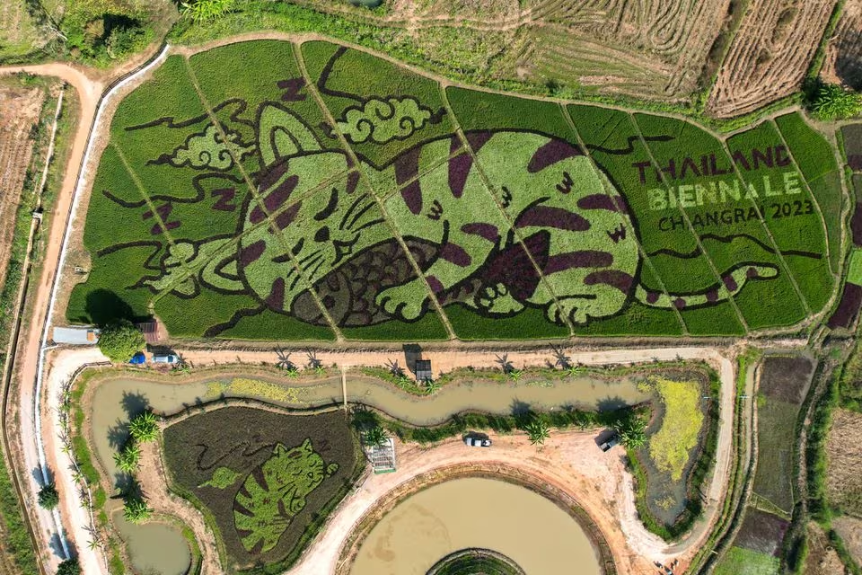 A lively cat image created by Thunyapong Jaikum, a thai farmer and artist, is seen in rice fields in Chiang Rai province, north of Thailand, December 16, 2023. Photo: Reuters