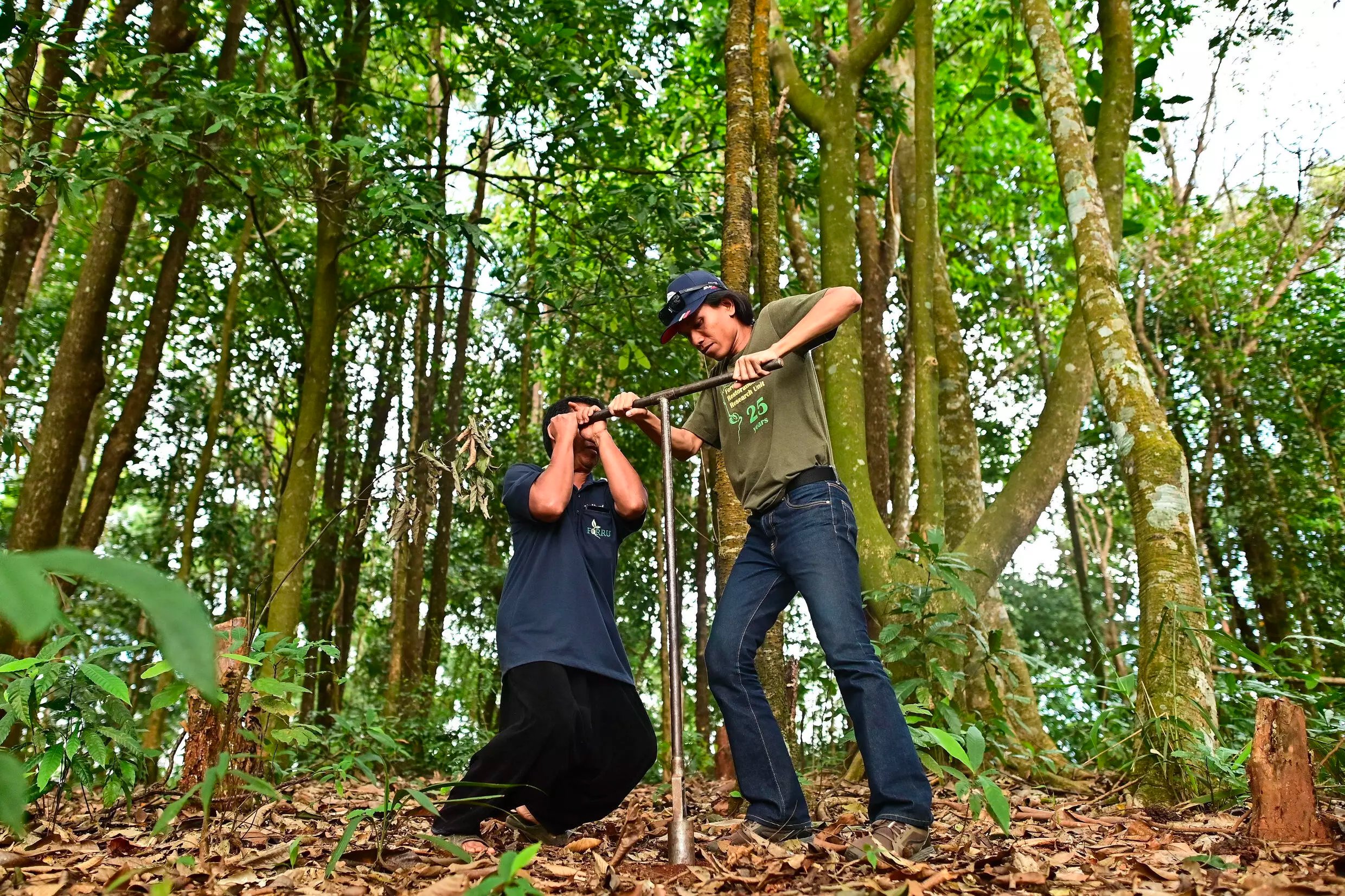 Woodlands suck in and store carbon dioxide, the greenhouse gas that is the largest contributor to climate change. Photo: AFP
