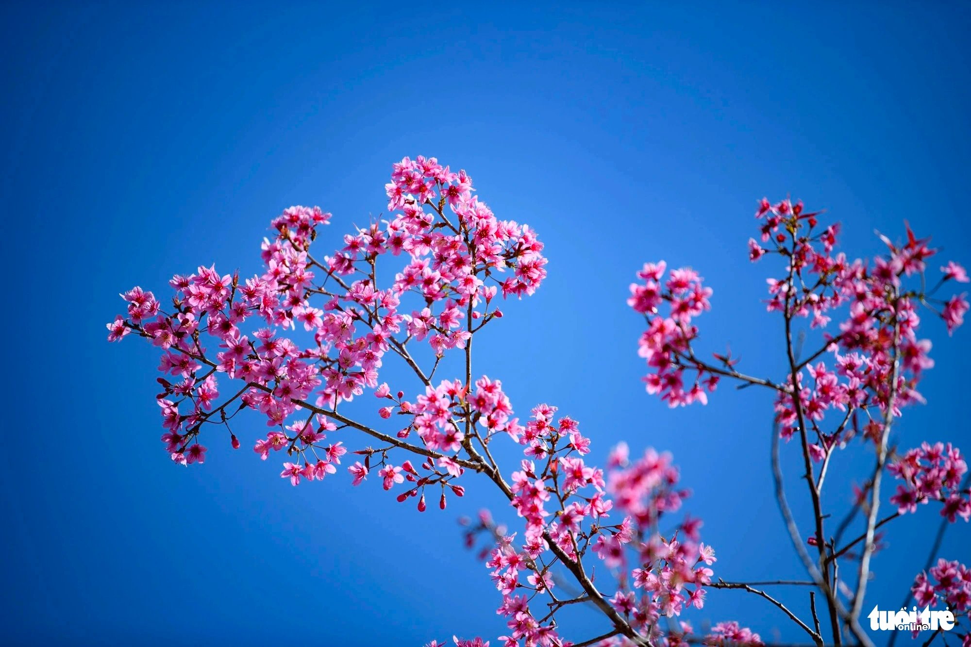 A close-up shot of wild Himalayan cherry blossoms (Prunus cerasoides), also known as sour cherry blossoms or locally as ‘hoa tớ dày,’ in La Pan Tan Commune, Mu Cang Chai District, Yen Bai Province, Vietnam. Photo: Nam Tran / Tuoi Tre