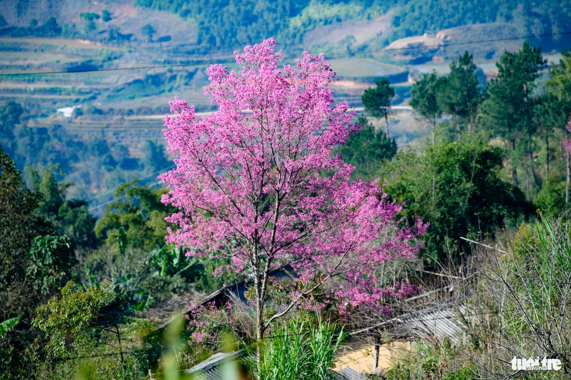 Wild Himalayan cherry blossoms festoon La Pan Tan Commune, Mu Cang Chai District, Yen Bai Province, Vietnam. Photo: Nam Tran / Tuoi Tre