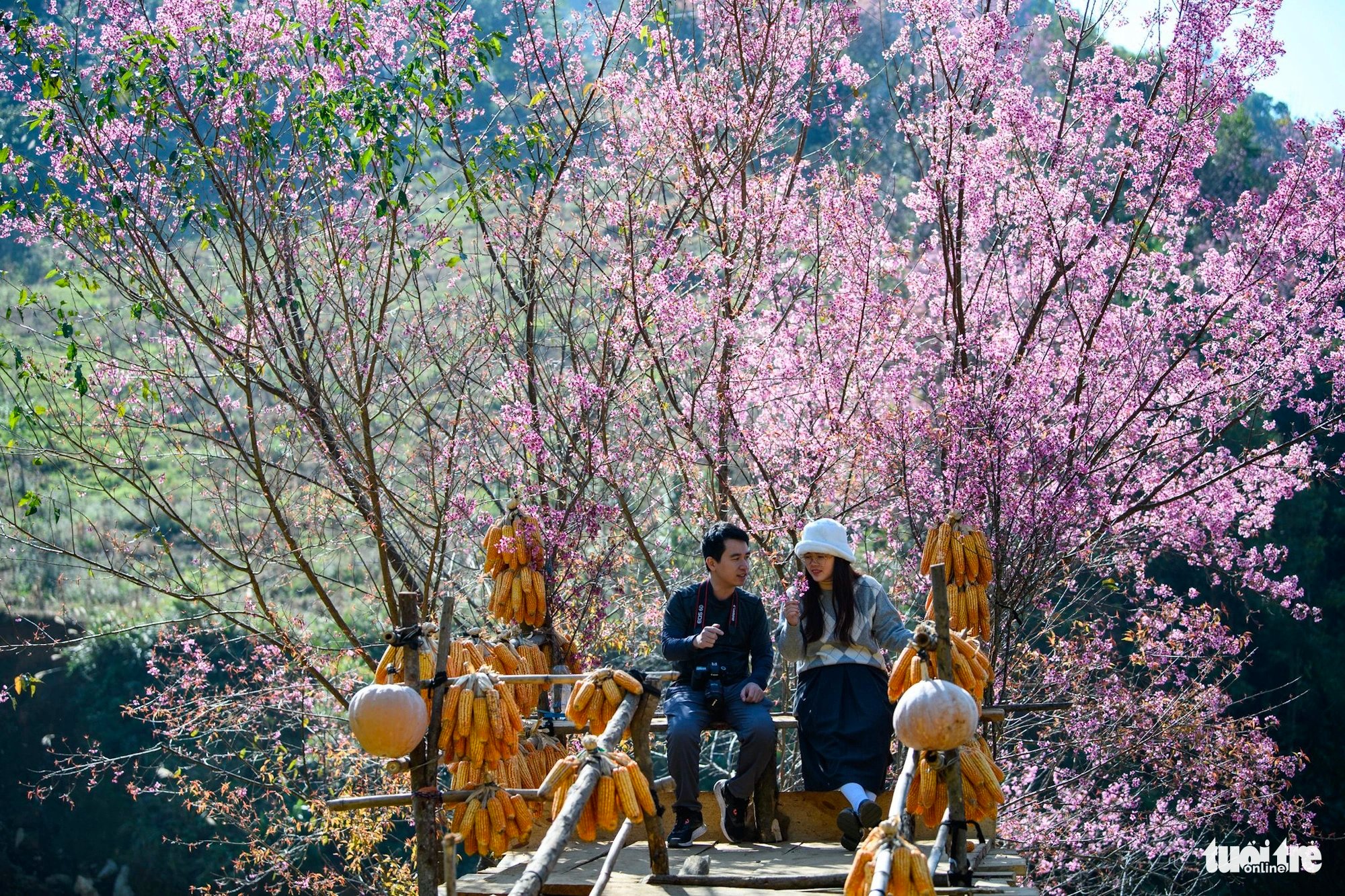 Tourists visit Mu Cang Chai District, Yen Bai Province, Vietnam in the wild Himalayan cherry blossom blooming season. Photo: Nam Tran / Tuoi Tre