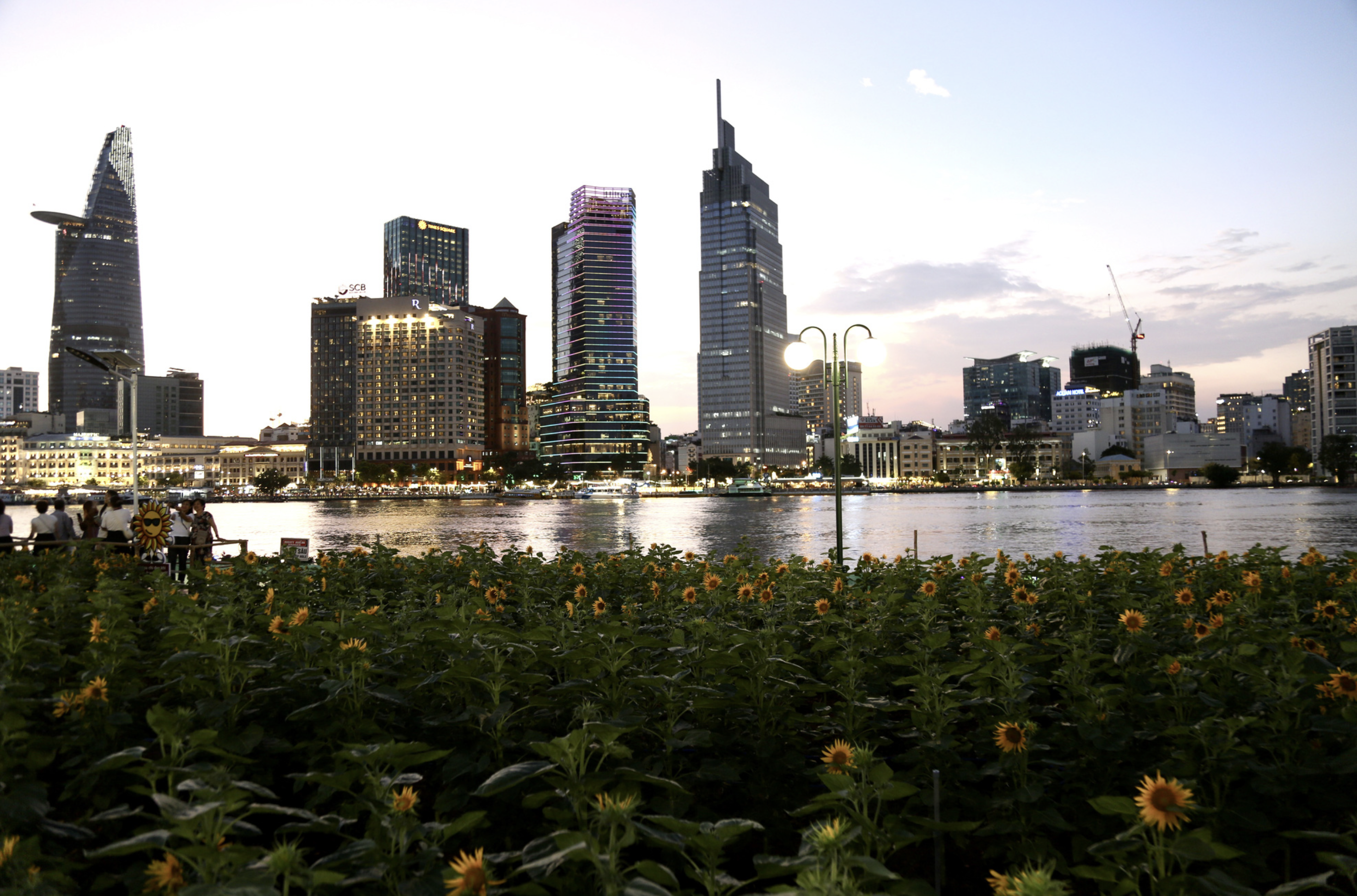 A field of blooming sunflowers at Saigon Riverbank Park in Thu Duc City, Ho Chi Minh City becomes attractive to residents and tourists. Photo: Phuong Quyen / Tuoi Tre