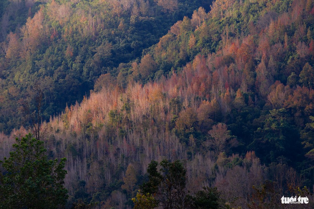 The leaves on Formosan sweet gum trees change colors in Huong Hoa District, Quang Tri Province, north-central Vietnam.