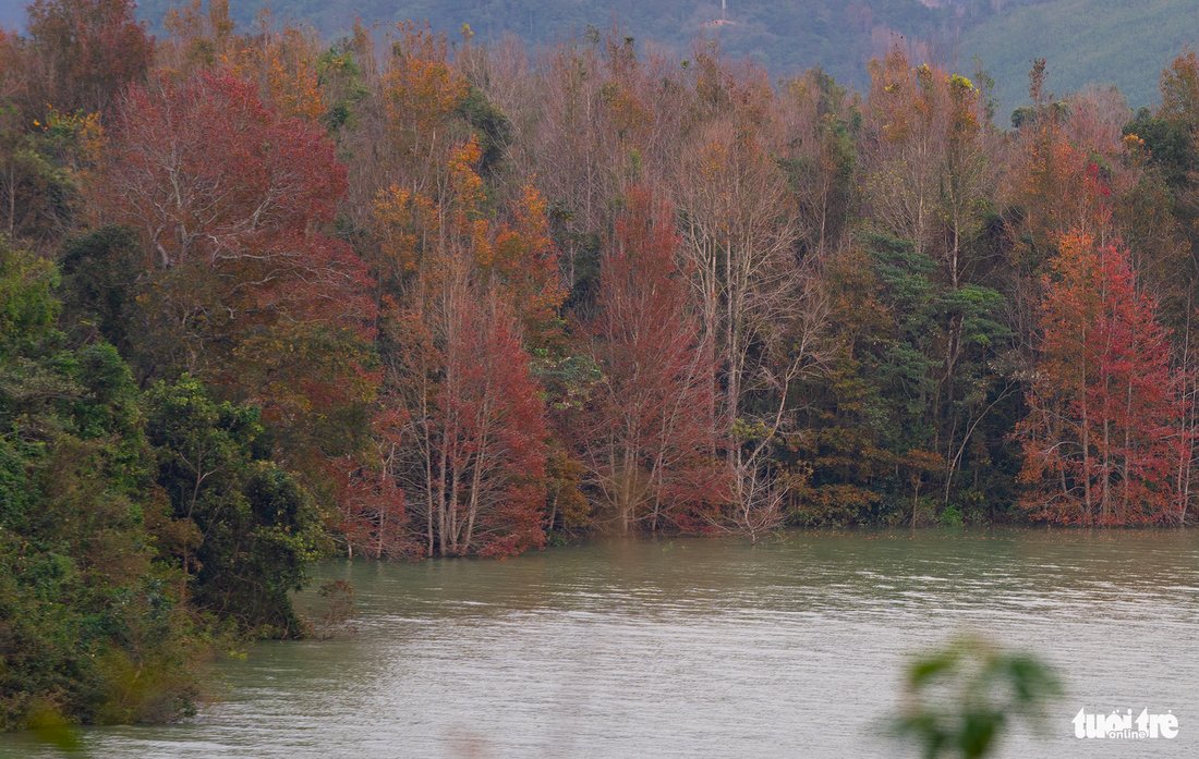 The leaves on Formosan sweet gum trees change colors in Huong Hoa District, Quang Tri Province, north-central Vietnam.