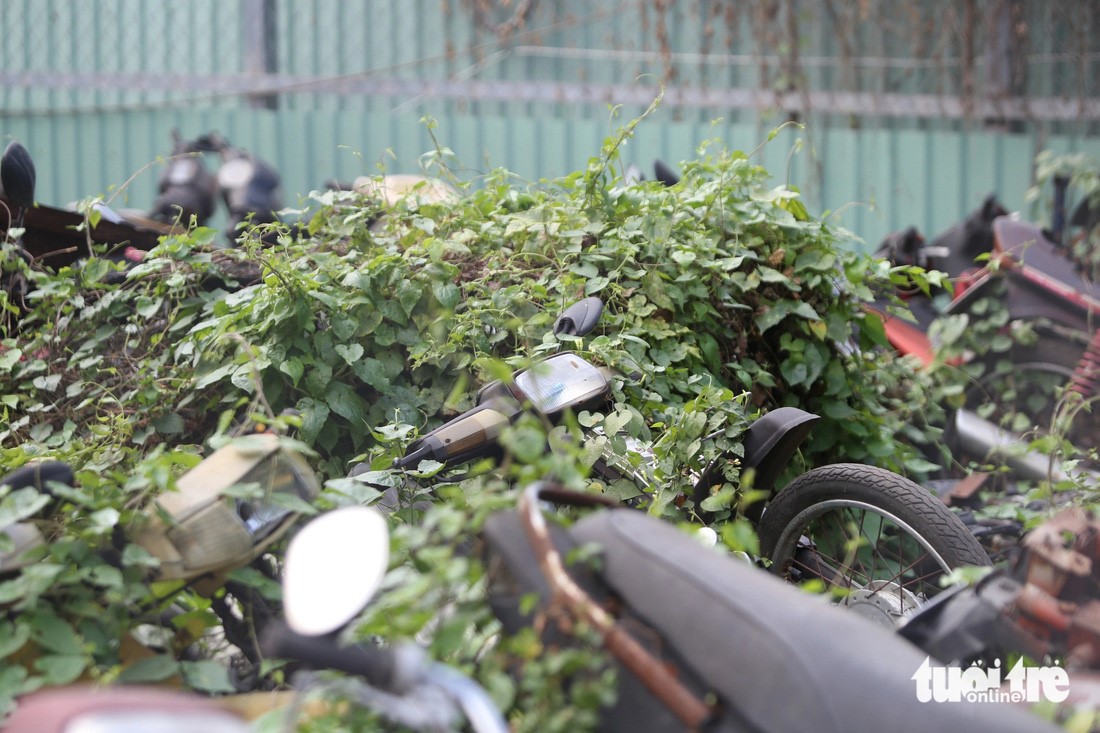 Vehicles at the impoundment area of the District 7 Police are covered with creepers. Photo: Minh Hoa / Tuoi Tre