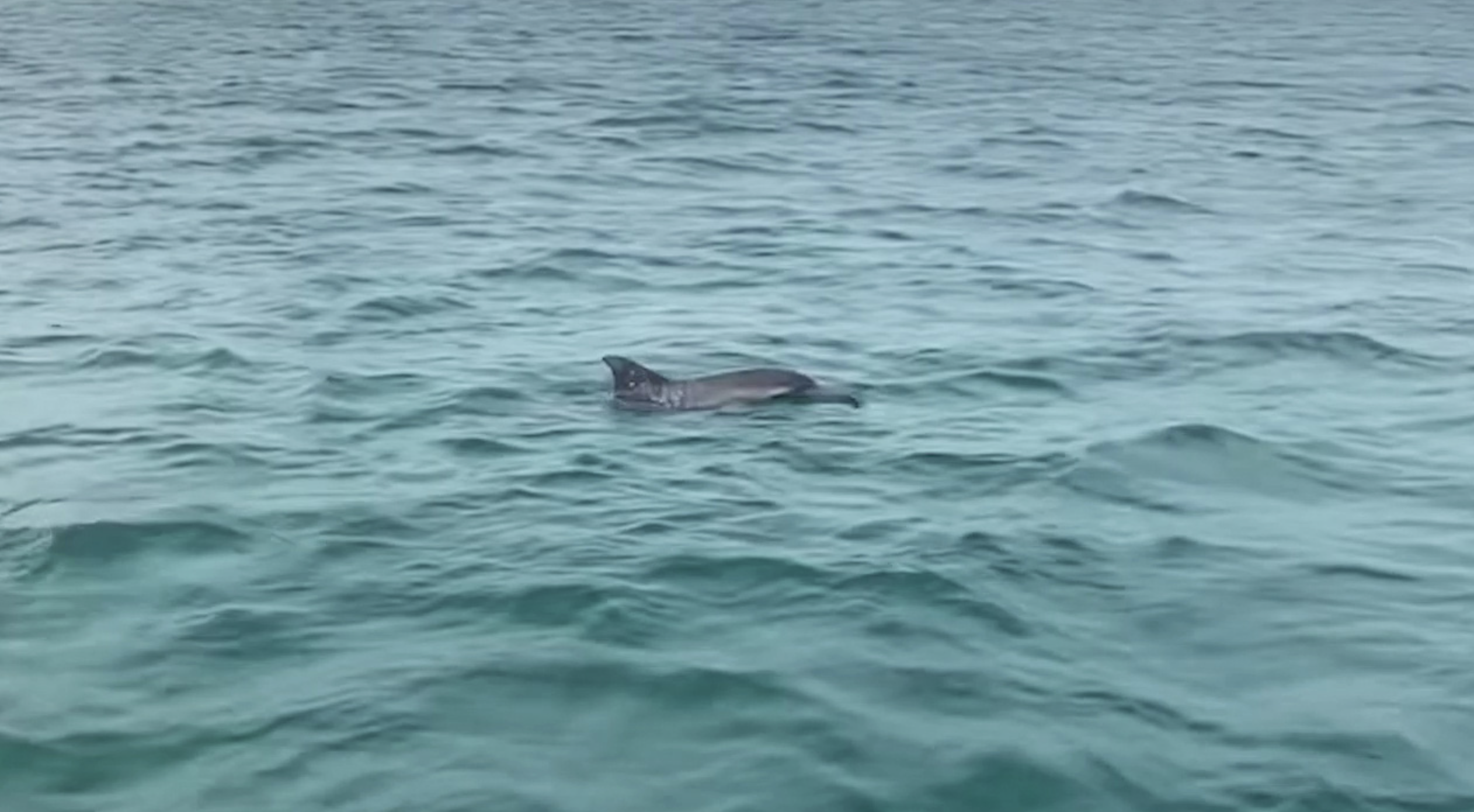 The marine ecosystem improves, attracting dolphins, whales and turtles to Co To Island. Photo: Tuan Anh / Tuoi Tre