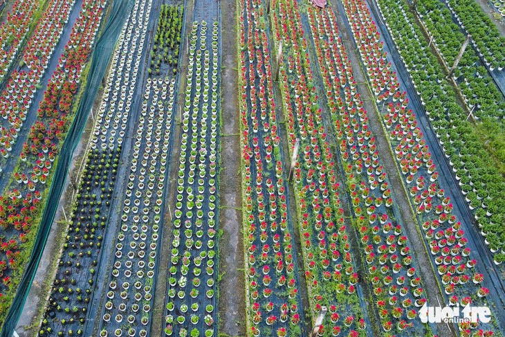 The site of the 485-hectare Sai Gon Safari Park project in Cu Chi District, some 40 kilometers from the heart of Ho Chi Minh City. The project was licensed in 2004 but remains suspended. Some areas of the site are being used to plant flowers for Tet. Photo: Phuong Nhi / Tuoi Tre