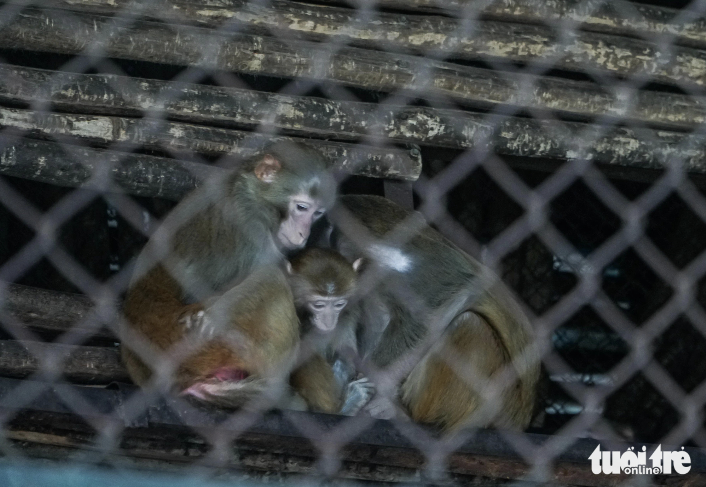 Three monkeys huddle together to protect themselves from the biting cold at Hanoi Zoo in the capital city of Vietnam. Photo: Pham Tuan / Tuoi Tre