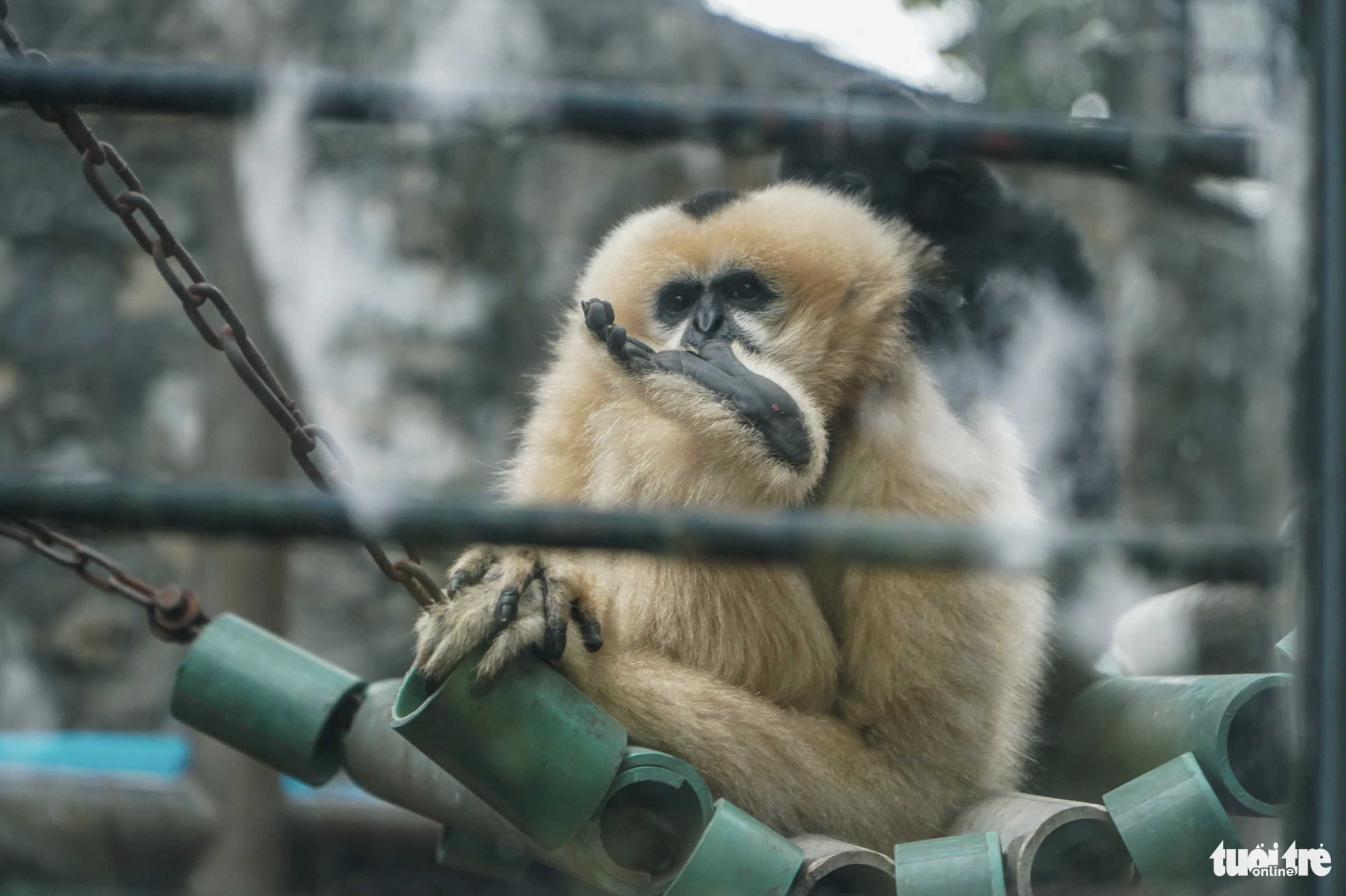 A monkey is pictured struggling with the cold weather at a zoo in Hanoi on January 28, 2024. Photo: Pham Tuan / Tuoi Tre
