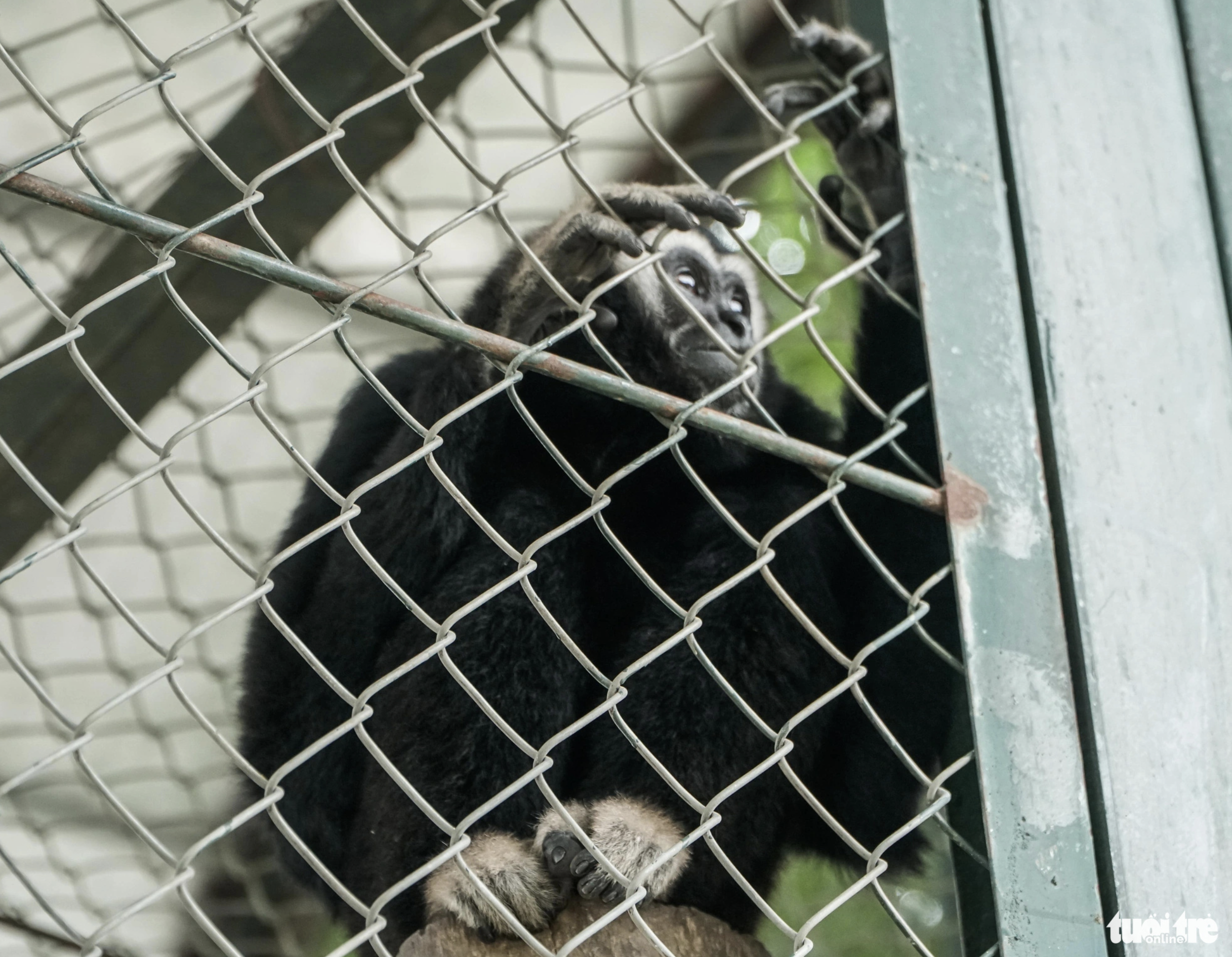 The monkey cages are not covered completely, chilling the animals on freezing days in Hanoi. Photo: Pham Tuan / Tuoi Tre