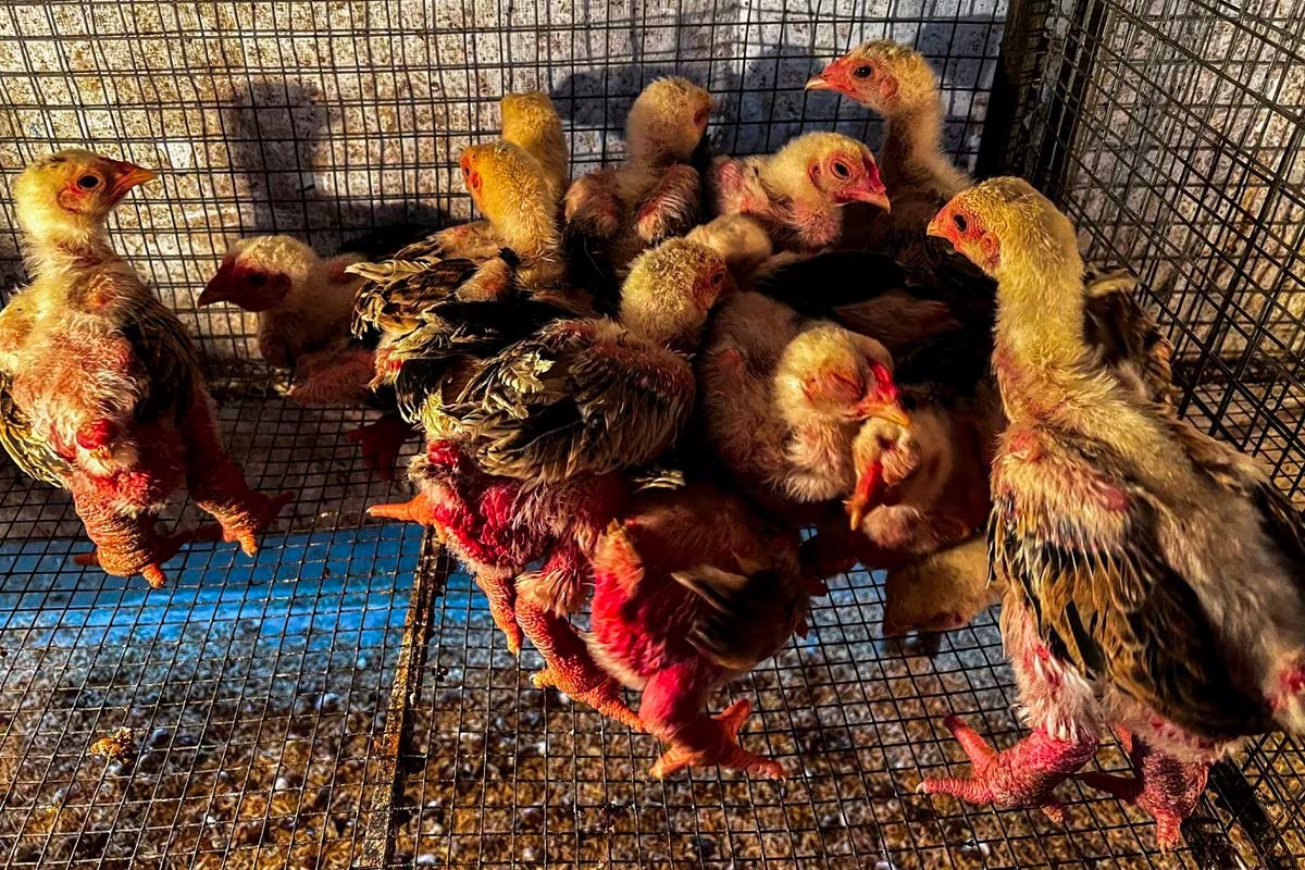 Baby Dong Tao chickens, also known as 'Dragon Chicken,' are seen at Dong Tao village, in Hung Yen province, Vietnam, January 31, 2024. Photo: Reuters
