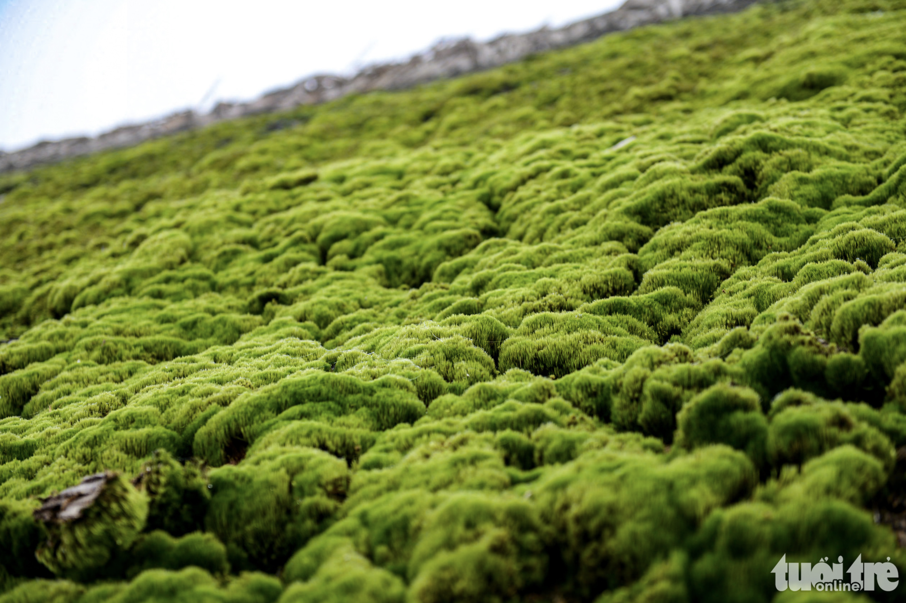 The moss covering stilt house roofs turn yellow and dry during the summer, but it develops well in the winter. Photo: Nam Tran / Tuoi Tre
