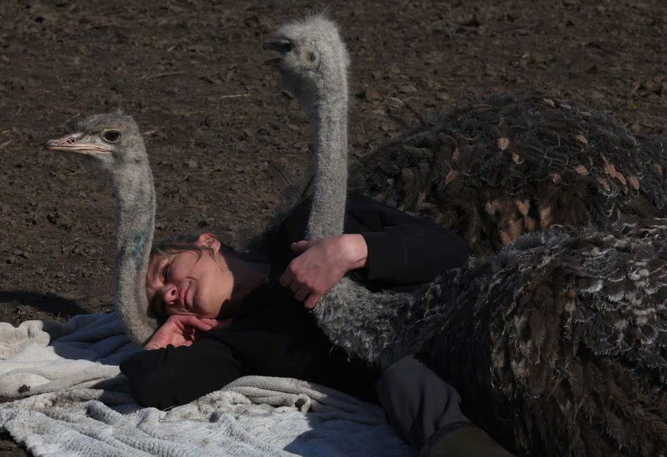 Belgian Wendy Adriaens, the founder of De Passiehoeve, an animal rescue farm where animals support people with autism, depression, anxiety, or drug problems, offers a hug to Pinot and another male ostrich, both 10-month-old, at Passiehoeve farm, in Kalmthout, Belgium March 8, 2024. Photo: Reuters