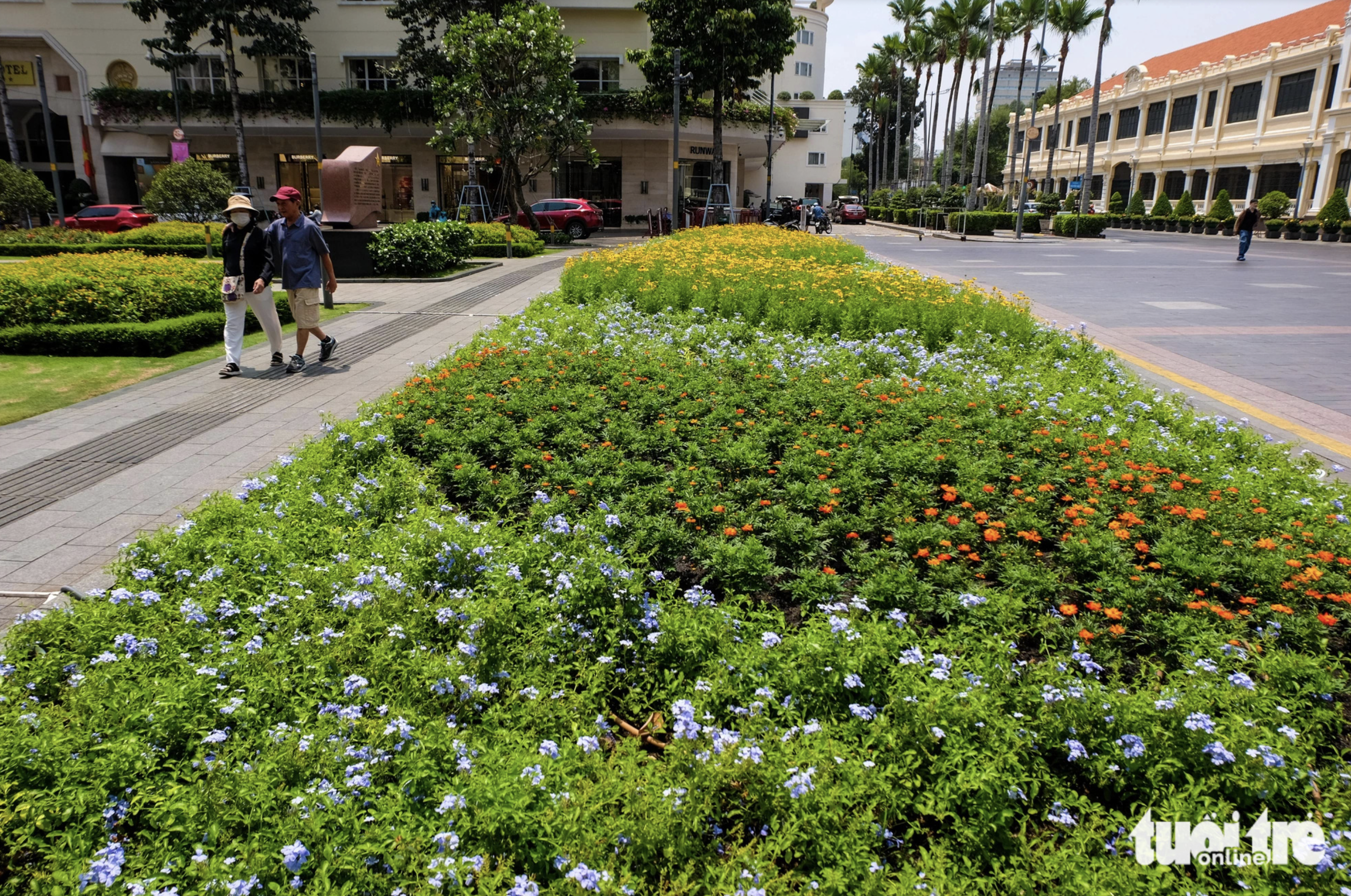 The three-meter-high plumeria trees around the park were replaced with apricot trees and colorful flower carpets. Photo: Phuong Nhi / Tuoi Tre