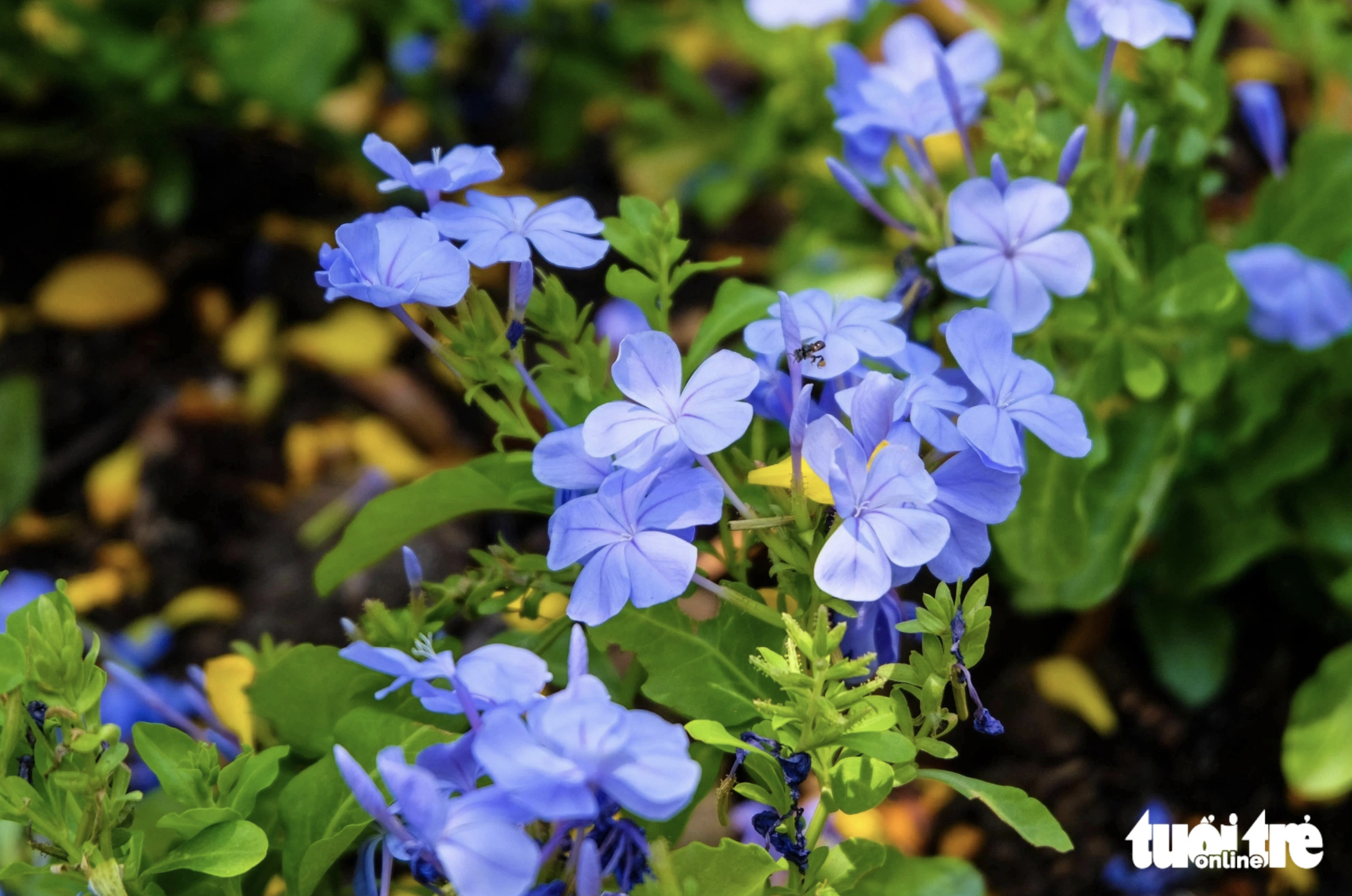 The park in front of the office building of the Ho Chi Minh City People’s Committee becomes more charming thanks to colorful flowers. Photo: Phuong Nhi / Tuoi Tre