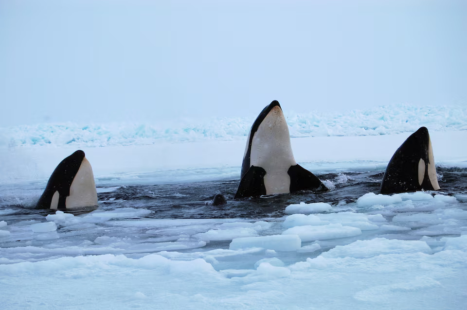 A file photo of three killer whales surfacing through a breathing hole in the ice of Hudson Bay near the community of Inukjuak, Quebec January 9, 2013. Photo: Reuters