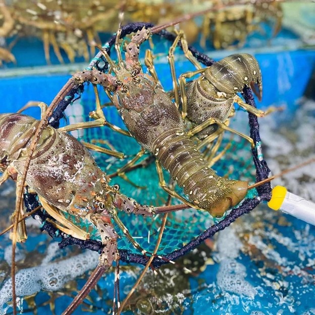 Asia powers Vietnam’s shrimp boom, leaving the West behind- Ảnh 1.