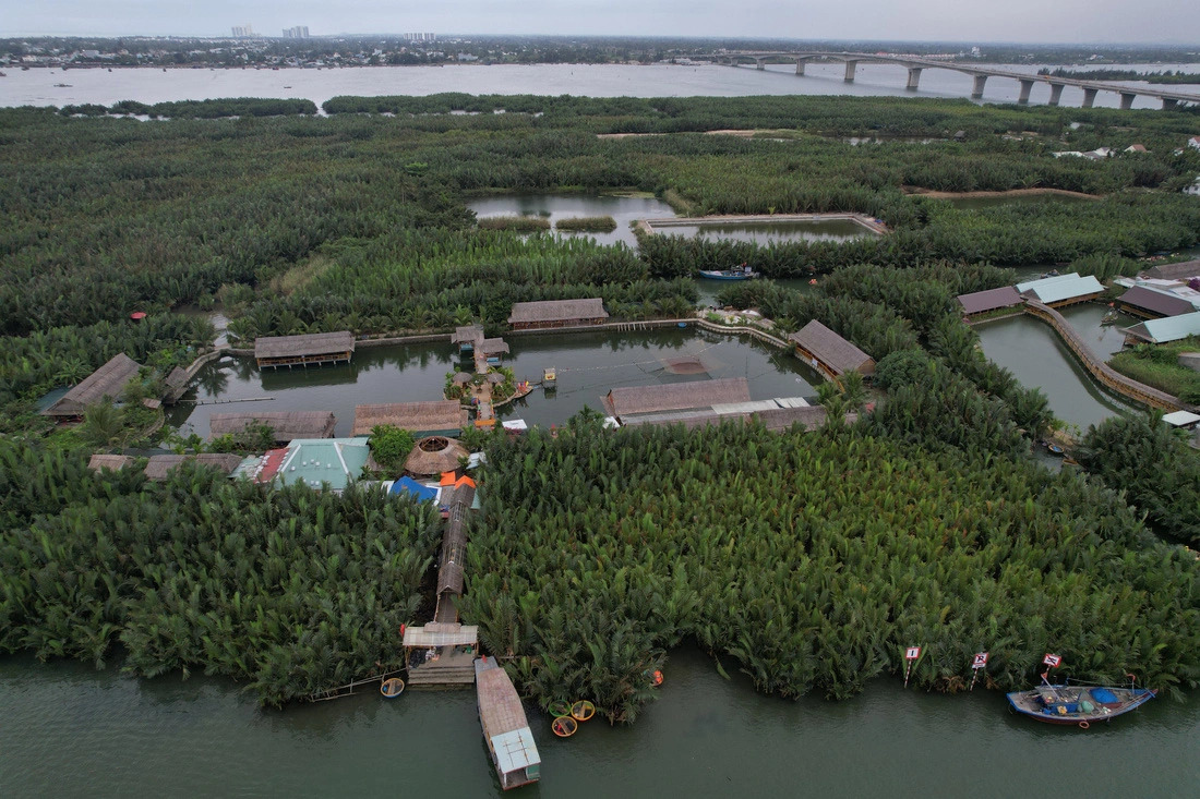 A lush corner of Cam Thanh nipa palm forest near Cua Dai Bridge, the longest bridge in all of Quang Nam Province, central Vietnam. Photo: B.D. / Tuoi Tre