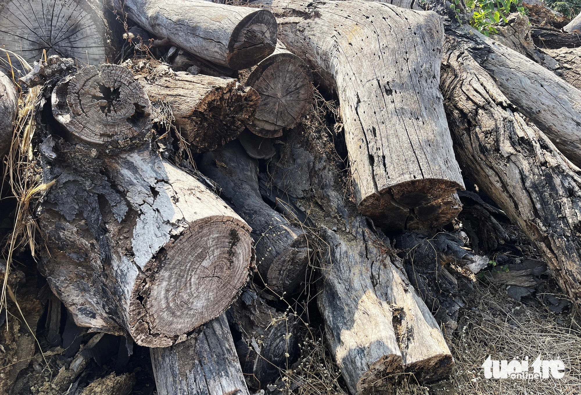 Most of the logs have been damaged due to termite attacks and prolonged exposure to the sun and rain. Photo: Duc Phu / Tuoi Tre
