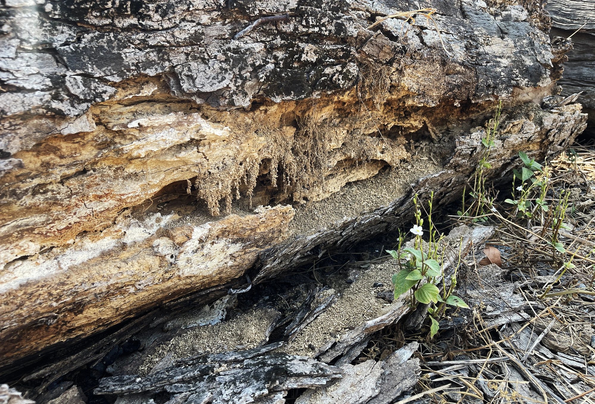 Lots of logs suffered severe termite damage, making them most likely unusable.  Photo: Le Phan / Tuoi Tre
