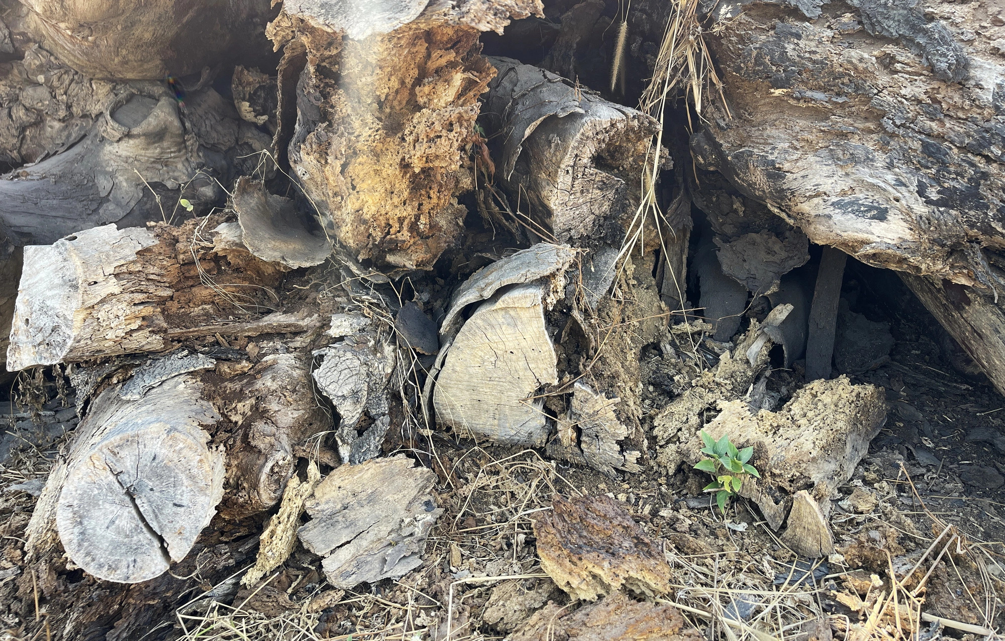 Lots of logs suffered severe termite damage, making them most likely unusable.  Photo: Le Phan / Tuoi Tre