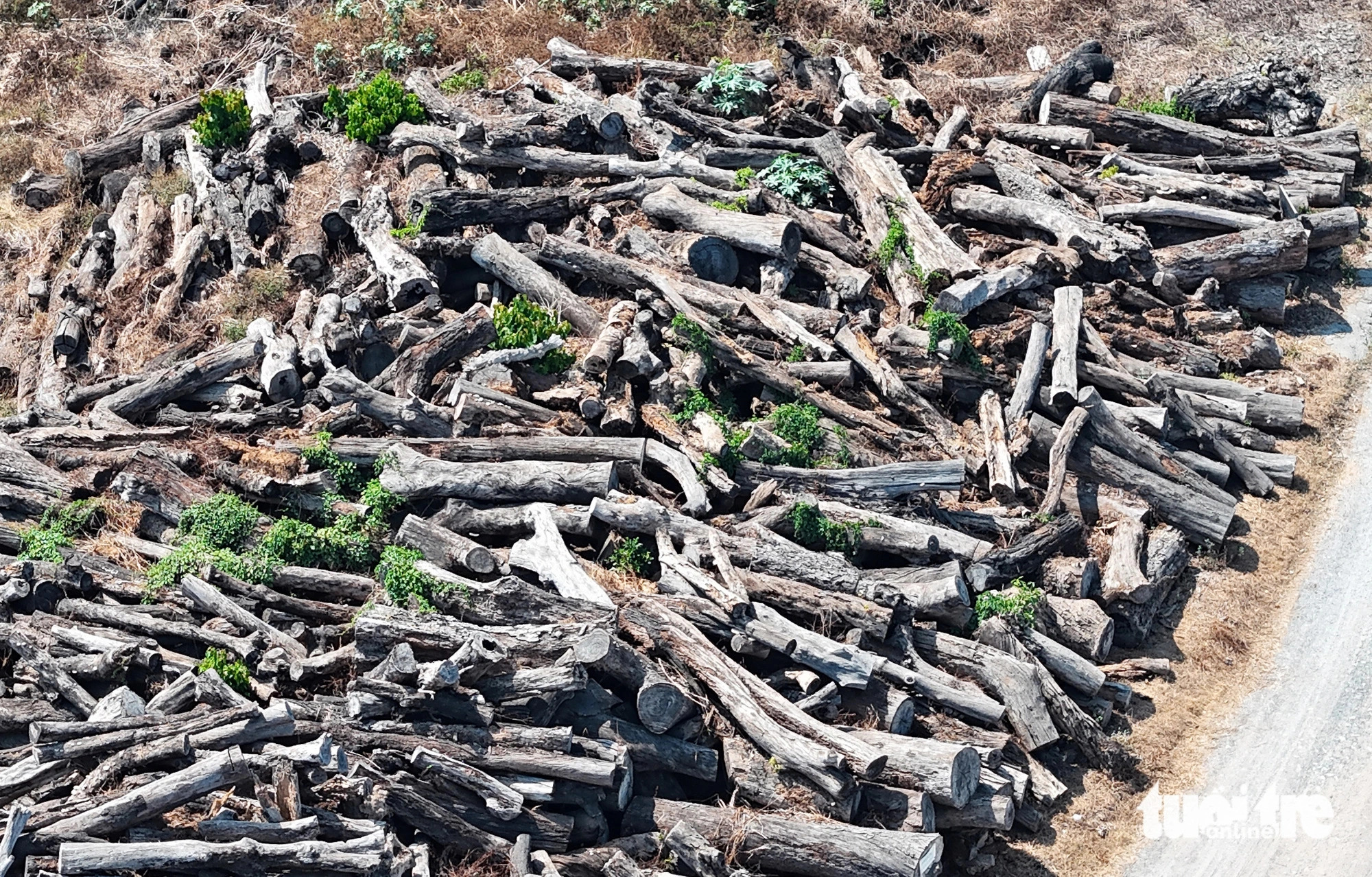 Logs are exposed to the sun amid scattering wild grass. Photo: Duc Phu / Tuoi Tre
