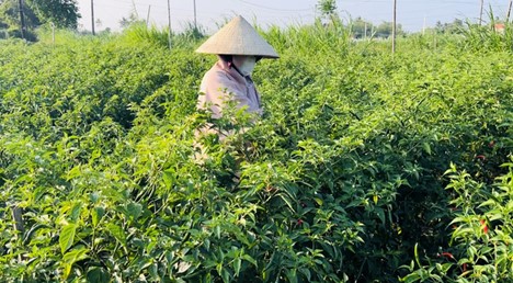 A farmer in Quang Ngai Province harvests chilies. Due to the low selling price, local farmers harvest chilies themselves instead of hiring employees. Photo: Tran Mai / Tuoi Tre