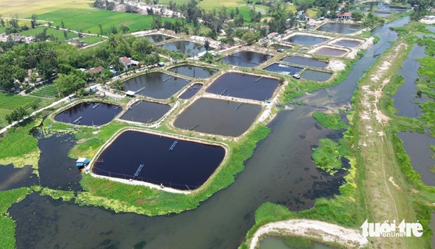 Residents in Thang Binh District, Quang Nam Province have encroached on the river to make room for their shrimp ponds. Photo: Le Trung / Tuoi Tre