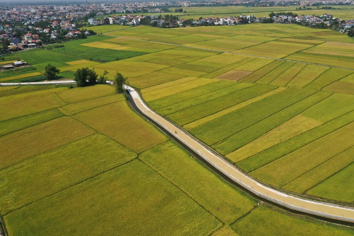 Rice fields seen from above in Quang Nam Province, central Vietnam. Photo: B.D. / Tuoi Tre